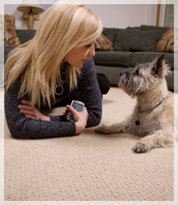 carpet cleaning