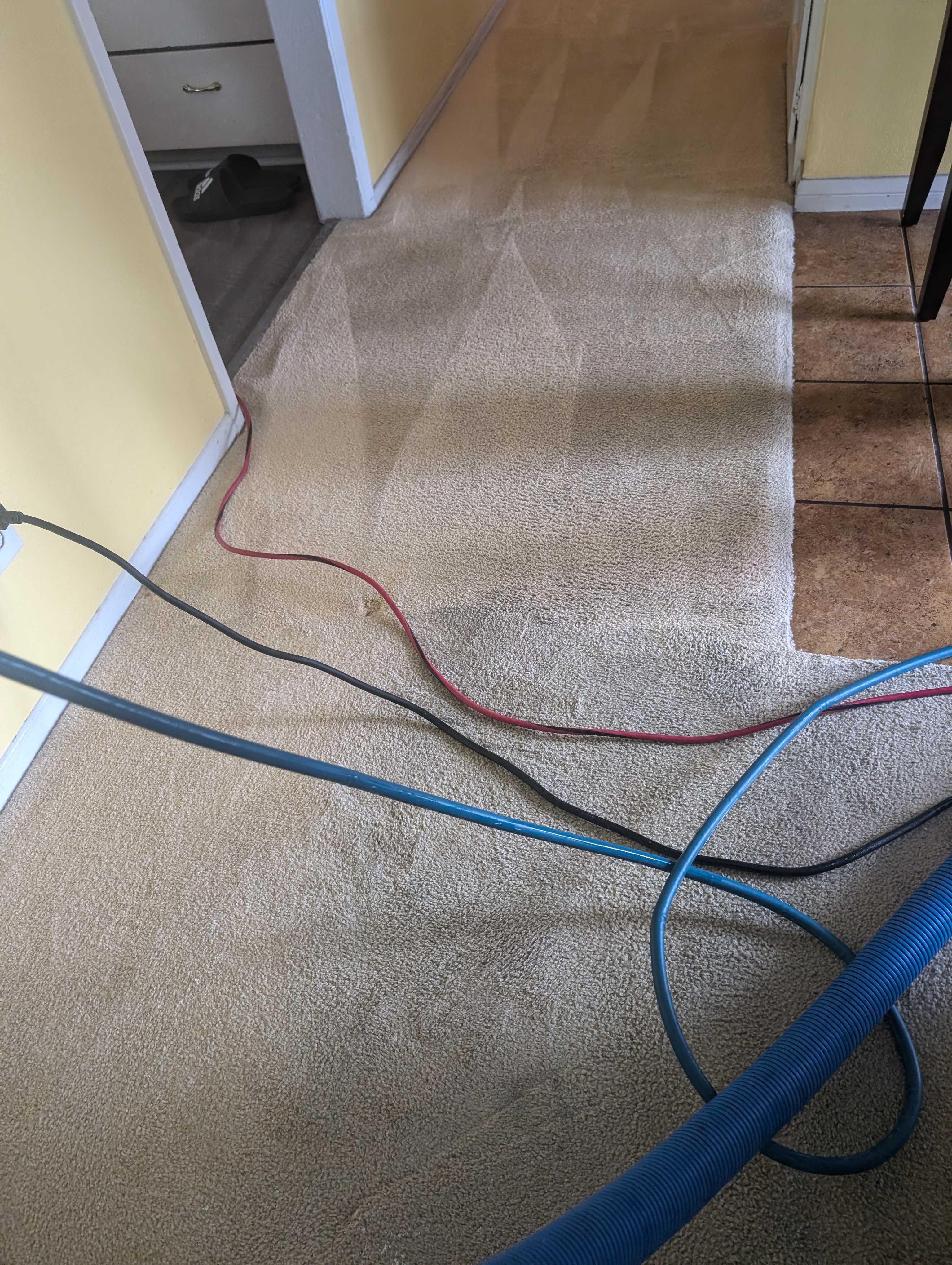 Carpet Cleaning